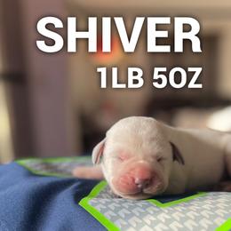 Shiver - Yellow male Labrador Retriever puppy in Puyallup, Washington from 12 Door Farm Labradors