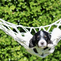 Vito - Tri-color male Bernedoodle puppy in Lowry City, Missouri from Cooper Creek Puppies