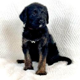 Acacia - Black and tan female Assorted Doodle Crosses puppy in Kansas City, Missouri from Beary GoldenDoodles