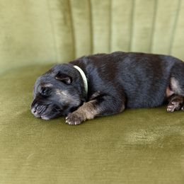 German Shepherd Puppies from Platz German Shepherds