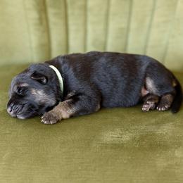 German Shepherd Puppies from Platz German Shepherds