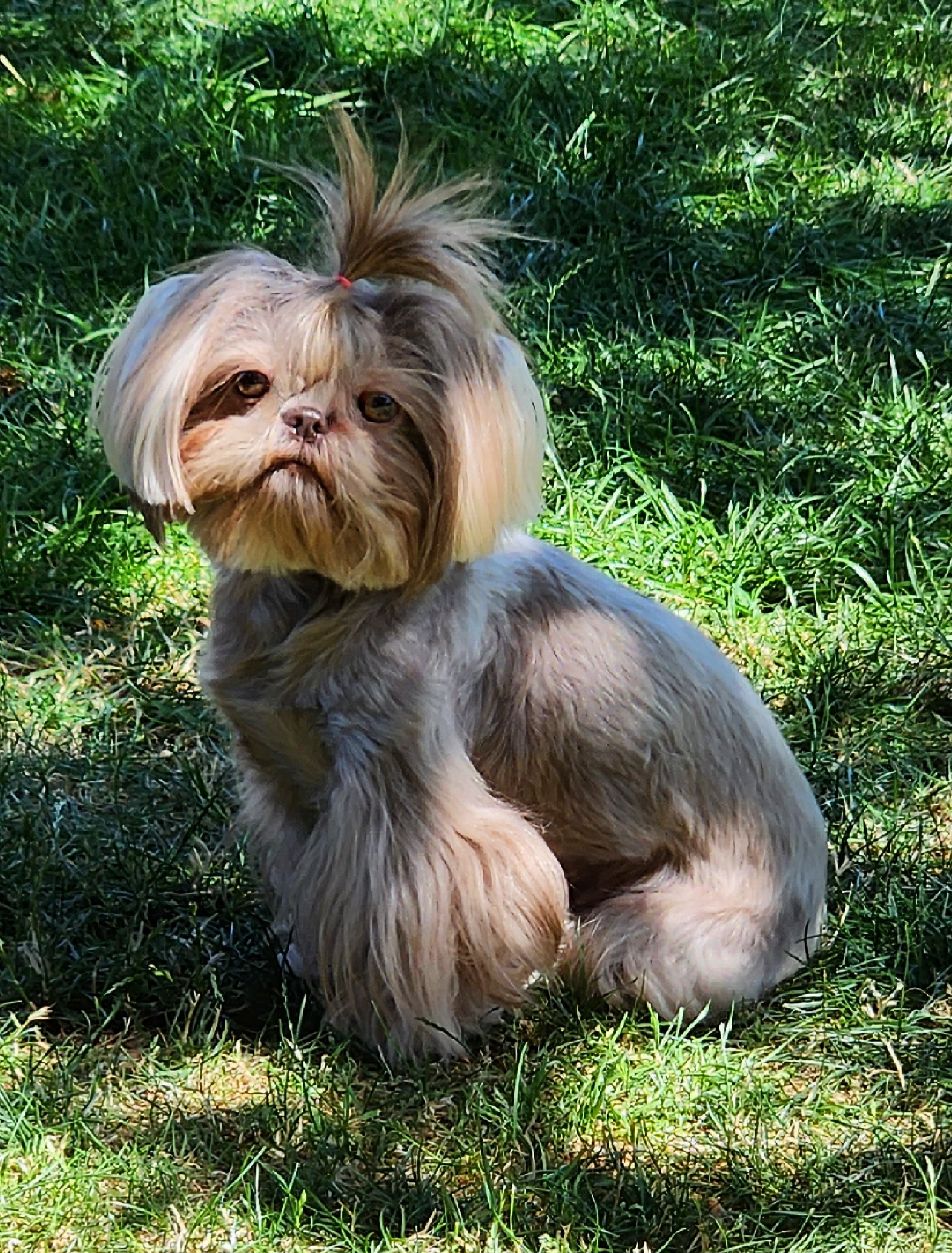 Haliya - Shih Tzu