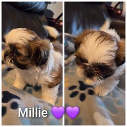 Millie - Brindle female Shih Tzu puppy in Tucson, Arizona from Jocelyn DeMarco's Shih Tzus