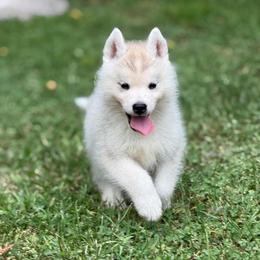 Cerberus - Gray and white male Siberian Husky puppy in Amery, Wisconsin from Sovereign Siberians