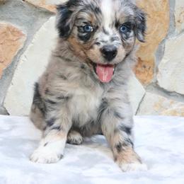 Lilo - Blue merle female Australian Shepherd puppy in Macon, Georgia from Shaina’s Shepherds