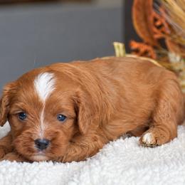 Austin - Red male Cavapoo puppy in Gap, Pennsylvania from Country View Puppies ( License 18816)