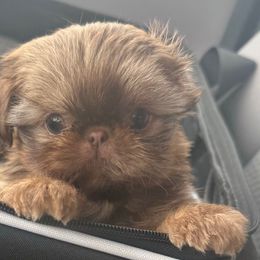 STUNNING CHANEL - Liver female Shih Tzu puppy in Galveston, Texas from 🌗 New Moon Shih Tzu 🌗