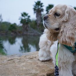 Cocker Spaniel All Grown Up from Once Upon a Time Cockers