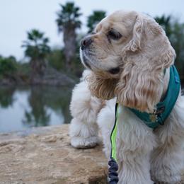 Cocker Spaniel All Grown Up from Once Upon a Time Cockers