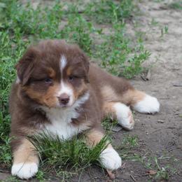 Foxtrot - Red tri-color female Australian Shepherd puppy in Cape Girardeau, Missouri from Promise Keeper Kennel