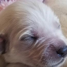Golden Retriever Puppies from Family Raised Goldens