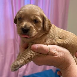 Lime collar - Red  female Goldendoodle puppy in Indianapolis, Indiana from ZuGolden Retrievers & Doodles