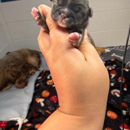 Ckc Benedict - Brindle male Shih Tzu puppy in Roseville, Michigan from Diamond Paws LLC