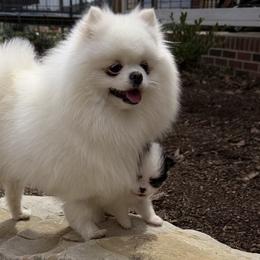 Pomeranians from POM POM LOVE
