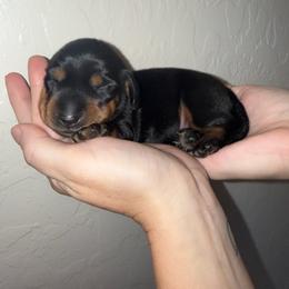 Tom Sawyer - Black and tan male Dachshund puppy in Las Vegas, Nevada from Desert Dachshunds