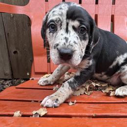 Catahoula Leopard Dog Puppies from Cottonwood Creek Catahoula’s