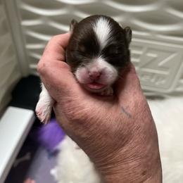 Girl 2 - Chocolate parti female Pomeranian puppy in Maplefalls, Washington from Snow peak poms