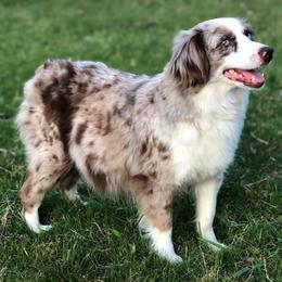 Ruby - Miniature Australian Shepherd