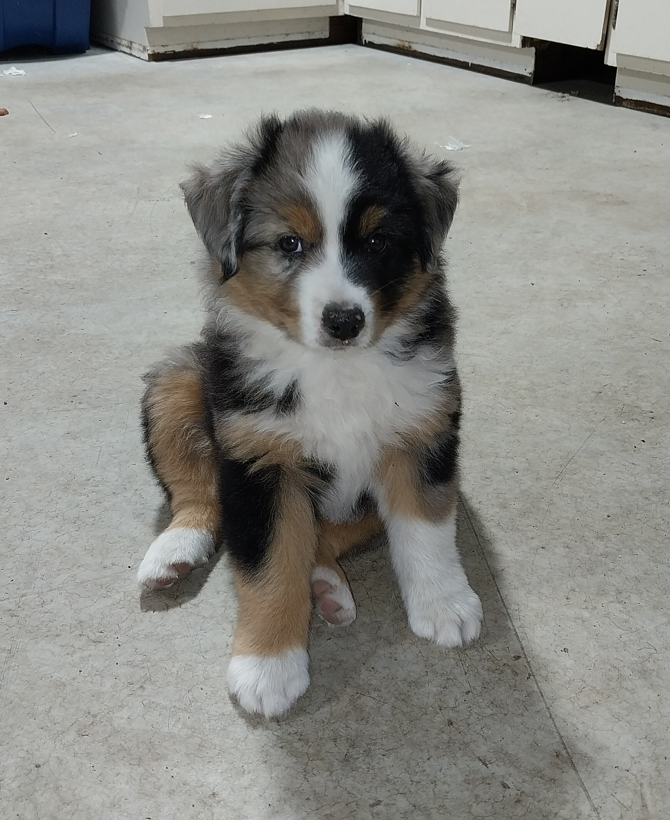 Miniature Australian Shepherd and Toy Australian Shepherd Puppies from Son Shine Farm