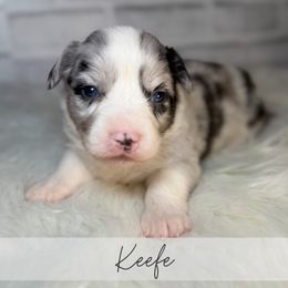 Keefe - Blue merle and white male American Corgi puppy in Greenwood, Indiana from Witch Creek Corgis