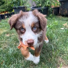 Chilli - Red tri-color female Australian Shepherd puppy in Hillsboro, Oregon from A&D Australian Shepherds