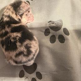 Girl 1 - Blue merle female Pomeranian puppy in Windham, Maine from New England Exotic Pomeranians