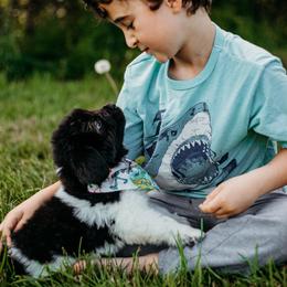 Newfoundland Puppies from Kinson Ridge Giants