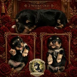 Francesca - Black and silver female Miniature Schnauzer puppy in Sacramento, California from T & A Cali Schnauzer