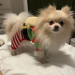 Pomeranian Puppies from Highlander Pomeranians