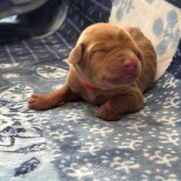 Red Boy - Red golden male Vizsla puppy in Foley, Alabama from Paula's South Bama Vizslas