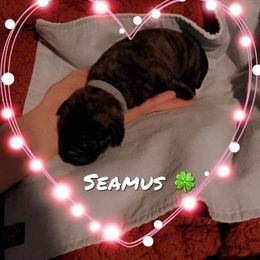 Boy 8 - Mastiff puppy in Walton, Nebraska from J & J Legacy Mastiffs
