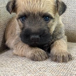 Toto - Wheaten male Cairn Terrier puppy in St. Joseph, Missouri from Stone & Thistle Cairn Terriers