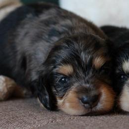 Zyra -AKC 5750 - Dapple female Dachshund puppy in Krum, Texas from Tired Chef Dachshunds