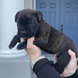 Cane Corso Puppies from Valyrian Cane Corsos