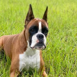Boxers from Dizara Boxers