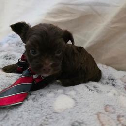 Boy 1. Kb - Liver male Yorkshire Terrier puppy in Bucyrus, Ohio from Dyer's Beauties