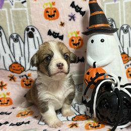 Groot - Red male Pembroke Welsh Corgi puppy in Barstow, California from Caldwell’s Corgis of Southern California