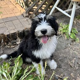 Bernedoodle Puppies from Heather's Pups