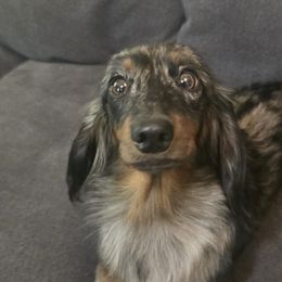 Dachshunds from Labor of Love