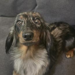 Dachshunds from Labor of Love