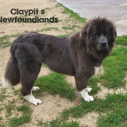 Phoebe - Newfoundland