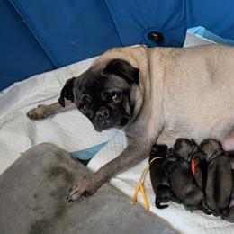 TBD - Fawn male Pug puppy in Holyoke, Massachusetts from The Gorgeous Grumble