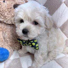 Simon - White and lemon male Morkie puppy in Flagler Estates, Florida from Fiesta Pups