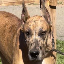 Whisper - Great Dane