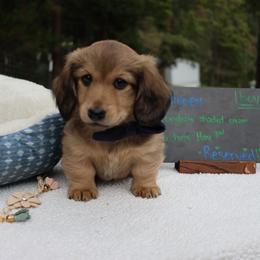 Snoopy (Blue collar) - Cream male Dachshund puppy in Prospect, Oregon from Spunky Sausage Pups