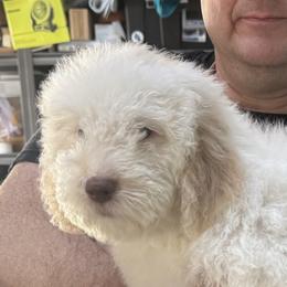Mashed Potato - Orange male Lagotto Romagnolo puppy in Chicago, Illinois from Midwest Lagotto Romagnolo