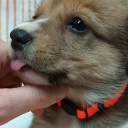 Pembroke Welsh Corgi Puppies from Episode Corgis