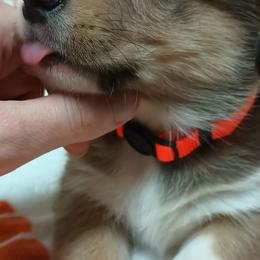 Pembroke Welsh Corgi Puppies from Episode Corgis