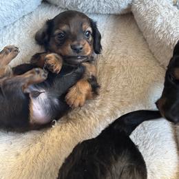 Dachshund Puppies from Mountain Thyme Homestead