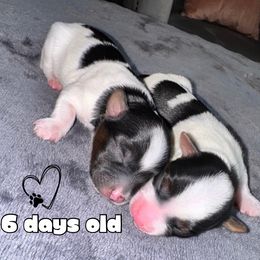 Yorkshire Terrier Puppies from Xclusive Petz